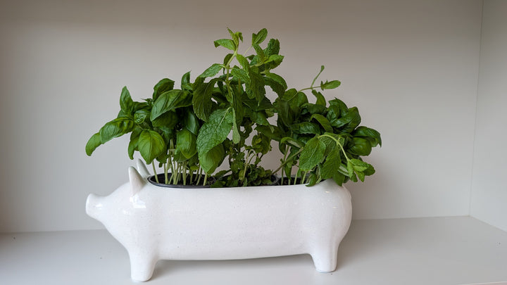 Large White Ceramic Pig Plant Holder