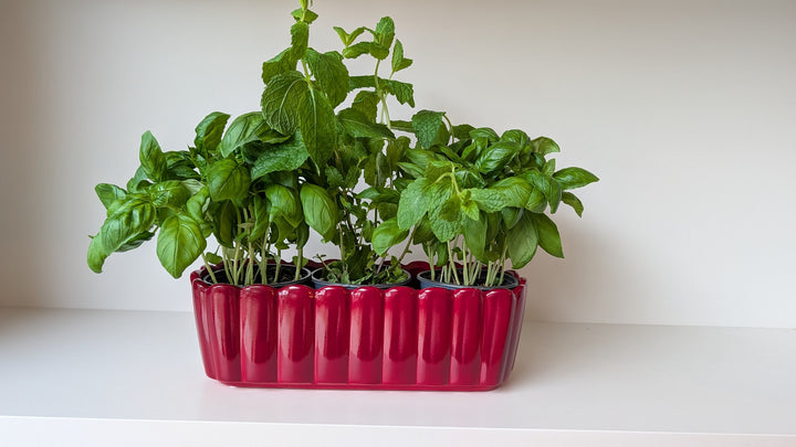 EDNA Red Oval Planter