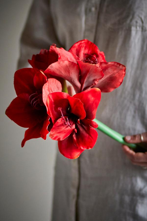 Amaryllis Stem, Red, Artificial Flower
