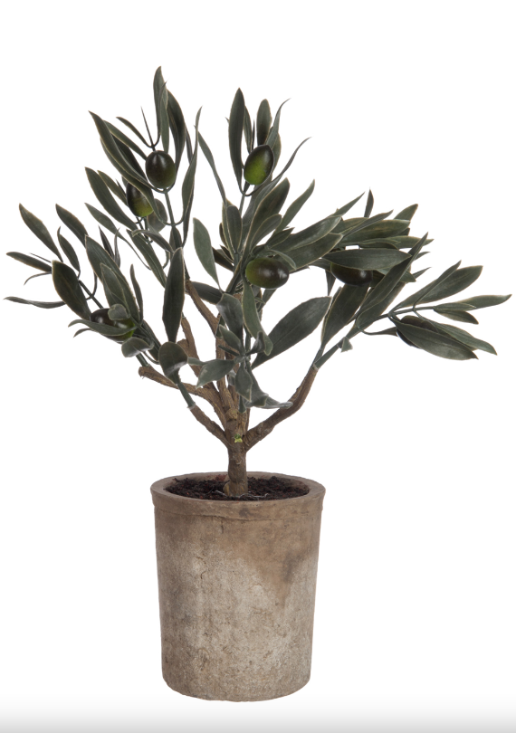 Mini Olive Tree-Trees-LNH Edit
